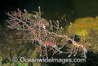 Leafy Seadragon trio Photo - Rudie Kuiter