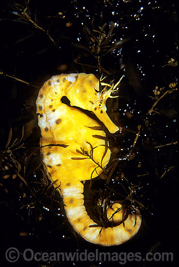 Southern Pot-belly Seahorse (Hippocampus bleekeri). Also known as Big-belly Seahorse. Found on a variety of soft-bottom habitats in southern Australia from Lakes Entrance to Great Australian Bight and around Tasmania. Photo - Gary Bell