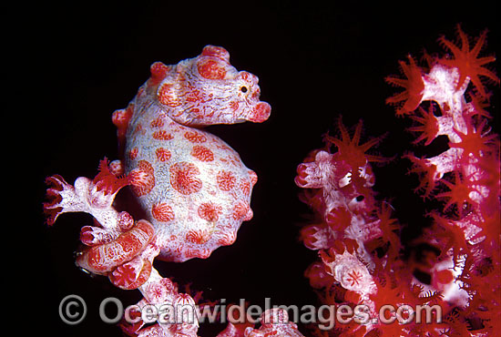 Pygmy Seahorse (Hippocampus bargibanti) on Gorgonian Fan Coral. Bali, Indonesia Photo - Gary Bell Pygmy Seahorse (Hippocampus bargibanti) on Gorgonian Fan Coral. Bali, Indonesia Photo - Gary Bell