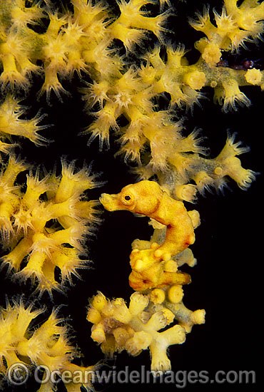 Pygmy Seahorse (Hippocampus denise) on Gorgonian Fan Coral. Bali, Indonesia Photo - Gary Bell