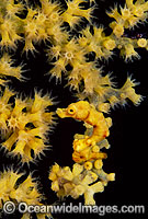 Pygmy Seahorse on Fan Coral Photo - Gary Bell