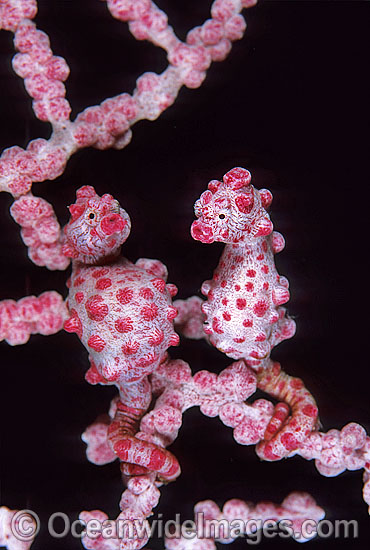 Pygmy Seahorse (Hippocampus bargibanti) pair on Gorgonian Fan Coral. Bali, Indonesia Photo - Gary Bell