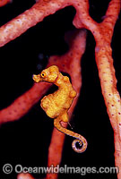 Pygmy Seahorse Photo - Gary Bell