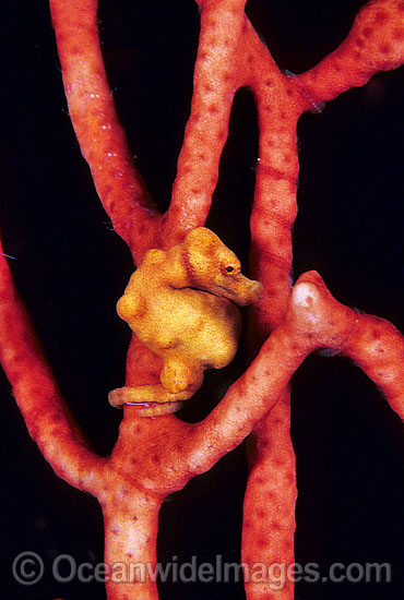 Pygmy Seahorse (Hippocampus denise) on Gorgonian Fan Coral. Bali, Indonesia Photo - Gary Bell