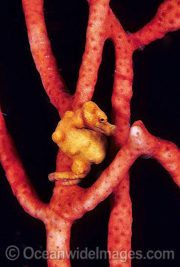Pygmy Seahorse (Hippocampus denise) on Gorgonian Fan Coral. Bali, Indonesia Photo - Gary Bell Pygmy Seahorse (Hippocampus denise) on Gorgonian Fan Coral. Bali, Indonesia Photo - Gary Bell