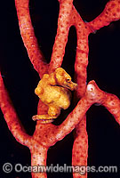 Pygmy Seahorse Hippocampus denise Photo - Gary Bell