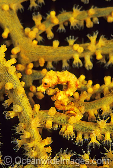 Pygmy Seahorse (Hippocampus denise) on Gorgonian Fan Coral. Bali, Indonesia Photo - Gary Bell Pygmy Seahorse (Hippocampus denise) on Gorgonian Fan Coral. Bali, Indonesia Photo - Gary Bell