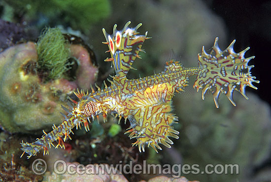 Harlequin Ghost Pipefish (Solenostomus paradoxus). Also known as Ornate Ghost Pipefish. Bali, Indonesia Photo - Gary Bell Harlequin Ghost Pipefish (Solenostomus paradoxus). Also known as Ornate Ghost Pipefish. Bali, Indonesia Photo - Gary Bell