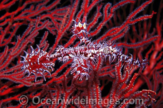 Harlequin Ghost Pipefish (Solenostomus paradoxus) - amongst Gorgonian Fan Coral. Also known as Ornate Ghost Pipefish. Great Barrier Reef, Queensland, Australia Photo - Gary Bell