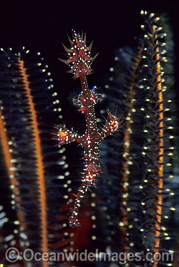 Harlequin Ghost Pipefish Solenostomus paradoxus photo