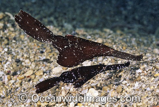 Robust Ghost Pipefish male female photo
