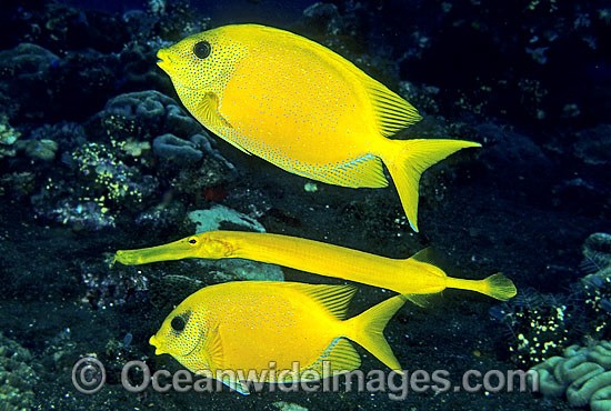 Yellow Trumpetfish Aulostomus chinensis photo