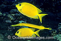 Yellow Trumpetfish Aulostomus chinensis Photo - Gary Bell