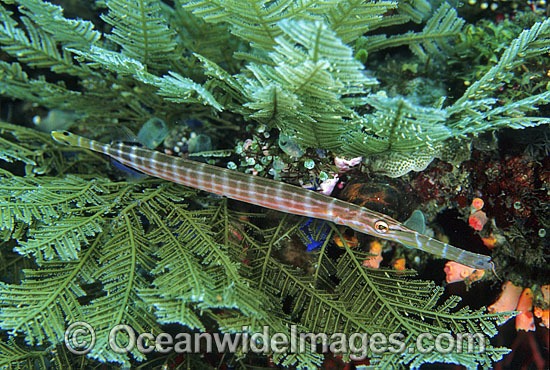 Trumpetfish Aulostomus chinensis photo