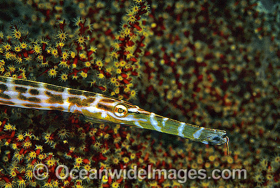 Yellow Trumpetfish Aulostomus chinensis photo Yellow Trumpetfish Aulostomus chinensis photo