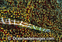Yellow Trumpetfish Aulostomus chinensis Photo - Gary Bell