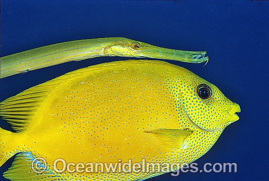 Yellow Trumpetfish and Coral Rabbitfish photo