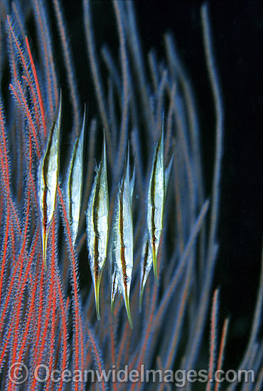 Rigid Shrimpfish (Centriscus scutatus). Also known as Razorfish. Usually seen in large schools near seawhip corals, branching corals and black coral trees throughout West Pacific to Andaman Sea, including the Great Barrier Reef, Australia Photo - Gary Bell Rigid Shrimpfish (Centriscus scutatus). Also known as Razorfish. Usually seen in large schools near seawhip corals, branching corals and black coral trees throughout West Pacific to Andaman Sea, including the Great Barrier Reef, Australia Photo - Gary Bell