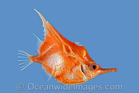 Orange Bellowsfish Notopogon xenosoma photo Orange Bellowsfish Notopogon xenosoma photo