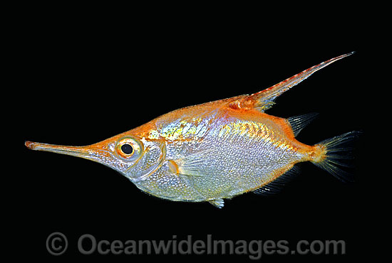 Common Snipefish Macroramphosus scolopax photo Common Snipefish Macroramphosus scolopax photo