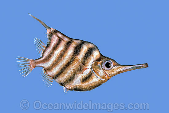 Banded Bellowsfish Centriscops humerosus photo Banded Bellowsfish Centriscops humerosus photo