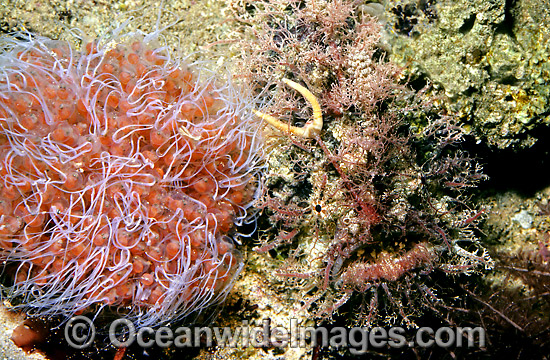 Tasselled Anglerfish (Rhycherus filamentosus) - female with eggs.Port Phillip Bay, Victoria, Australia. Sequence A2. Photo - Rudie Kuiter Tasselled Anglerfish (Rhycherus filamentosus) - female with eggs.Port Phillip Bay, Victoria, Australia. Sequence A2. Photo - Rudie Kuiter