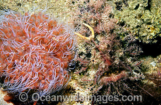 Tasselled Anglerfish with eggs photo