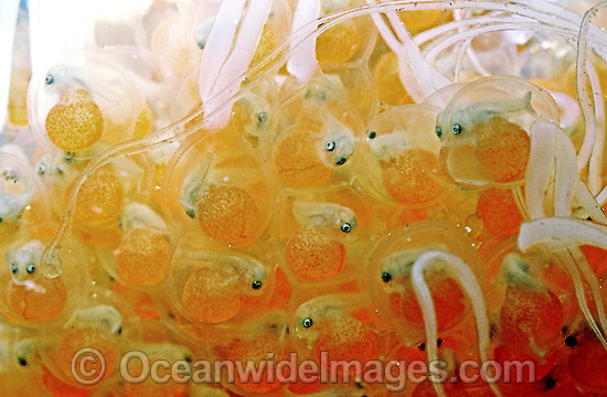 Tasselled Anglerfish eggs photo