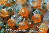 Tasselled Anglerfish mature eggs Photo - Rudie Kuiter