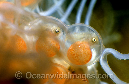 Tasselled Anglerfish (Rhycherus filamentosus) - mature eggs. Port Phillip Bay, Victoria, Australia. Sequence A5. Photo - Rudie Kuiter Tasselled Anglerfish (Rhycherus filamentosus) - mature eggs. Port Phillip Bay, Victoria, Australia. Sequence A5. Photo - Rudie Kuiter