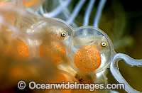 Tasselled Anglerfish eggs Photo - Rudie Kuiter