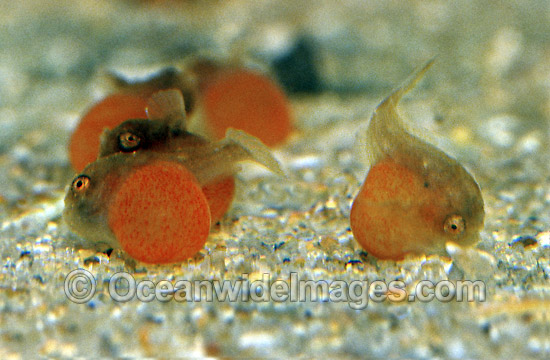 Tasselled Anglerfish newborn hatchlings with egg yolk photo Tasselled Anglerfish newborn hatchlings with egg yolk photo