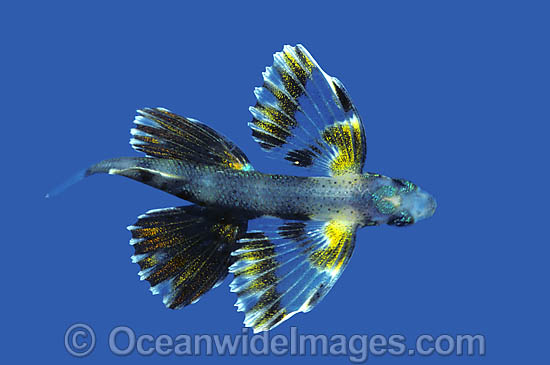 Flying Fish juvenile photo