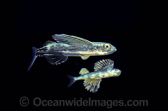 Man-of-war Fish Nomeus gronovii photo