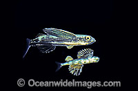 Man-of-war Fish Nomeus gronovii Photo - Rudie Kuiter
