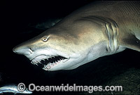 Spotted Ragged-tooth Shark Carcharias taurus Photo - Gary Bell