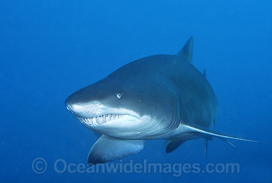 Grey Nurse Shark Carcharias taurus photo