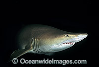 Grey Nurse Shark Carcharias taurus Photo - Gary Bell