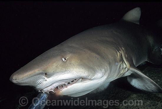 Grey Nurse Shark photo