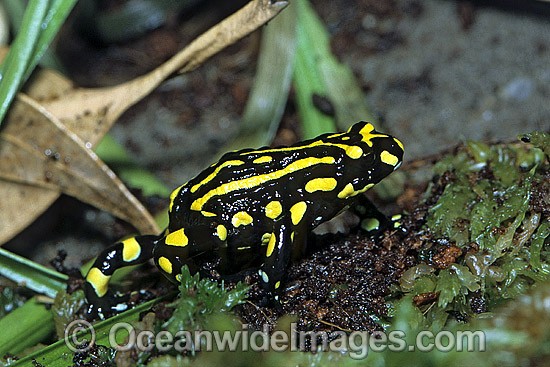 Corroboree Frog (Pseudophryne corroboree). Alpine country of New South Wales, Australia. Rare and endangered species. Photo - Gary Bell