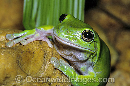 Green Tree Frog Litoria caerulea photo