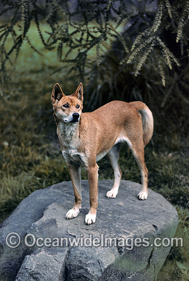 Dingo (Canus lupus dingo), a wild dog found throughout Australia in deserts, grasslands and the edges of forests. The dingo is the largest terrestrial predator in Australia and classified as Vulnerable on the IUCN List of Endangered Species. Photo - Gary Bell