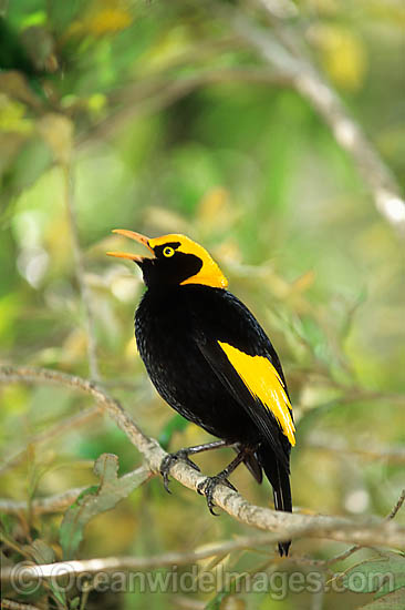 Regent Bowerbird male photo Regent Bowerbird male photo