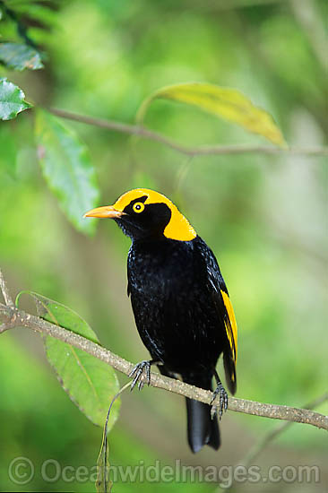 Regent Bowerbird Sericulus chrysocephalus photo Regent Bowerbird Sericulus chrysocephalus photo