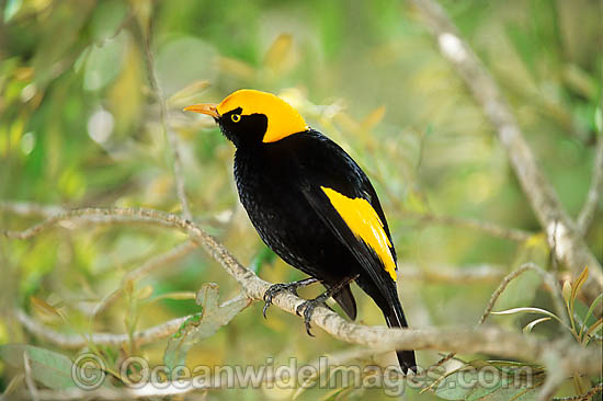Regent Bowerbird male photo Regent Bowerbird male photo