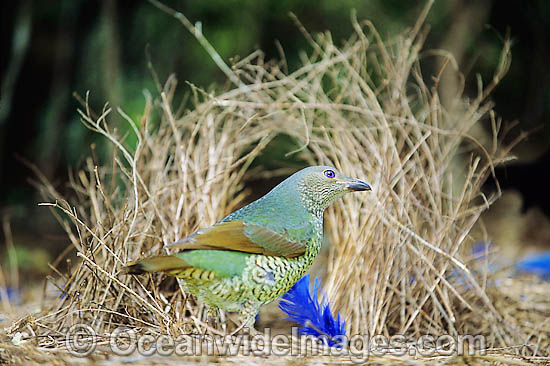 Satin Bowerbird female in bower photo Satin Bowerbird female in bower photo