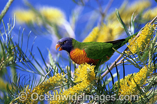 Rainbow Lorikeet (Trichoglossus haematodus) feeding on grevillea flowers. Coffs Harbour, New South Wales, Australia Photo - Gary Bell Rainbow Lorikeet (Trichoglossus haematodus) feeding on grevillea flowers. Coffs Harbour, New South Wales, Australia Photo - Gary Bell