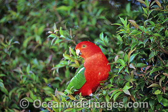 Australian King Parrot Alisterus scapularis photo Australian King Parrot Alisterus scapularis photo