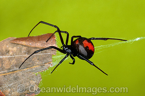 Red-back Spider (Latrodectus hasselti) - female. Highly venomous and deadly spider. New South Wales, Australia Photo - Gary Bell Red-back Spider (Latrodectus hasselti) - female. Highly venomous and deadly spider. New South Wales, Australia Photo - Gary Bell