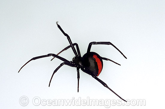Red-back Spider (Latrodectus hasselti) - female. Highly venomous and deadly spider. New South Wales, Australia Photo - Gary Bell